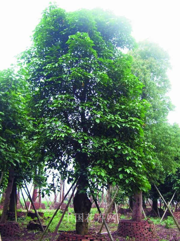 大樹(shù) 養(yǎng)護(hù) 管理