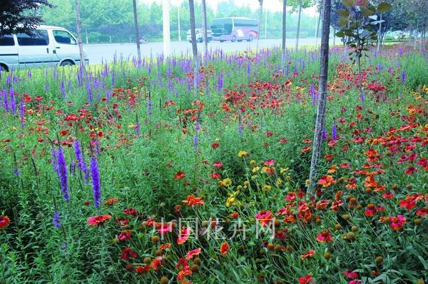 鄭州 花卉 生態廊道
