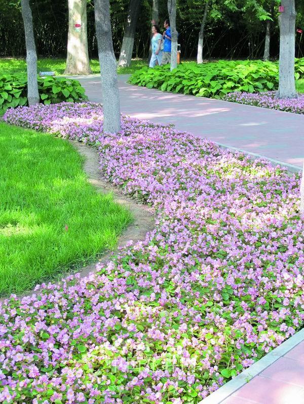 草花 應(yīng)用 藝術(shù)