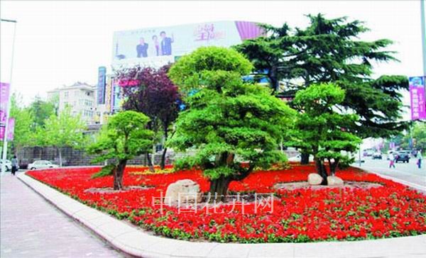 對節白蠟 景觀 造型