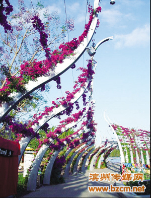 山東 薔薇 無棣 花都 綠化 旅游 中國風景園林網