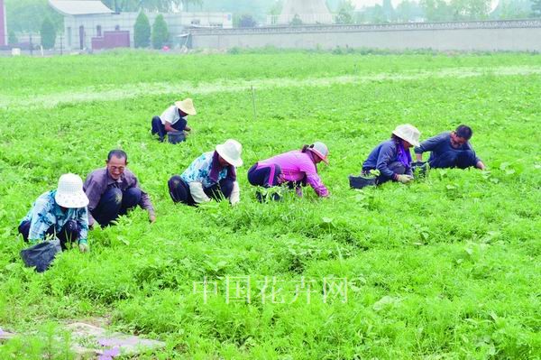 野花 花卉 養護