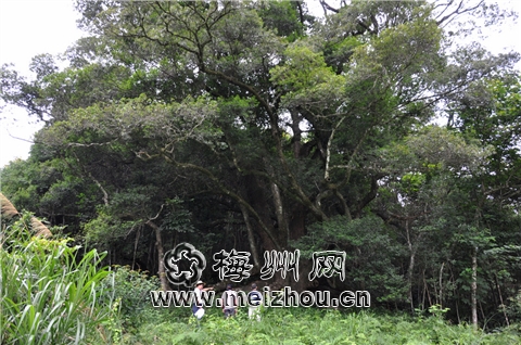 廣東 梅州 古樹