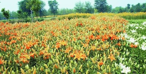 百合 北京 鮮花港