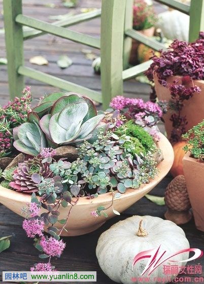 多肉植物既可種在室內(nèi)也可種于室外