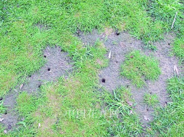 夏季 草坪 打孔