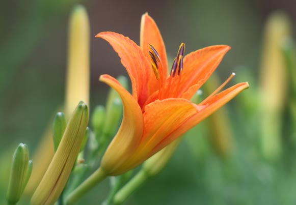 北京 懷柔 野百合