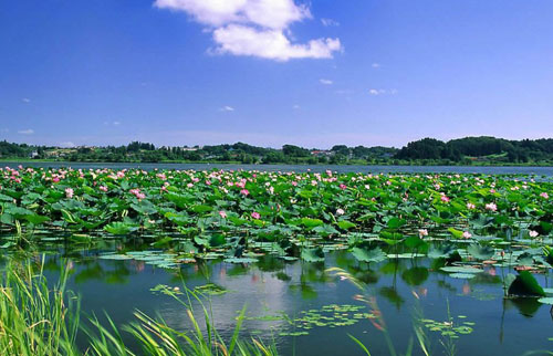 金湖 荷花 花卉