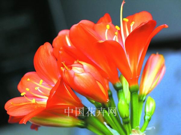 伏天 君子蘭 養(yǎng)護(hù)