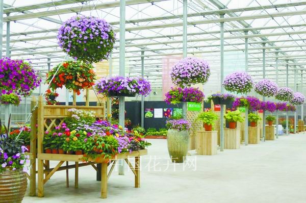 泛美 品種 展會