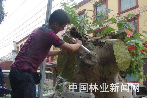 河南 暴雨 綠化