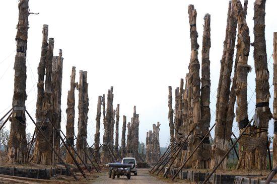 盲目引進(jìn) 紫薇樹 精品園 集體死亡 古樹死亡