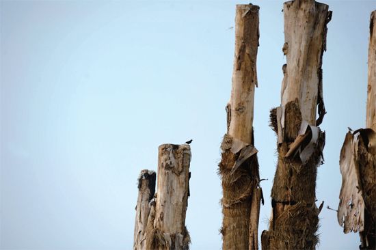 盲目引進(jìn) 紫薇樹 精品園 集體死亡 古樹死亡