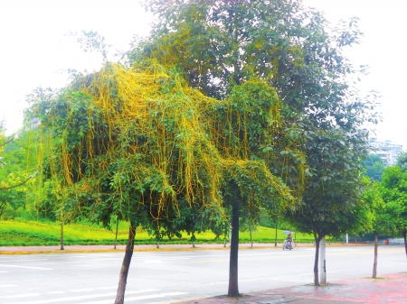 植物 菟絲子 宜賓