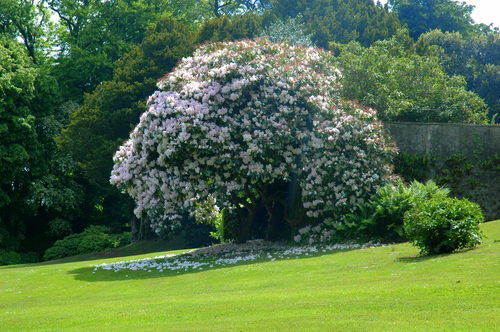 杰基爾 花園 藝術(shù)