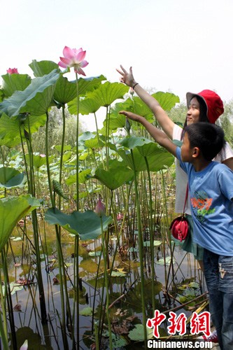 廣東 荷花 品種
