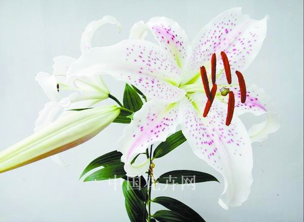 株洲 百合 品種