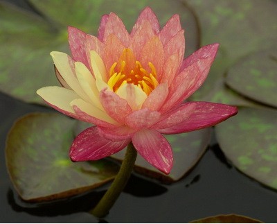 睡蓮 辰山 植物園