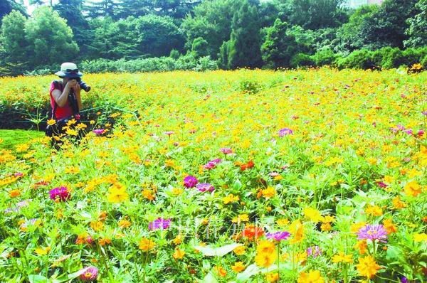 鄭州 紫荊山 草花