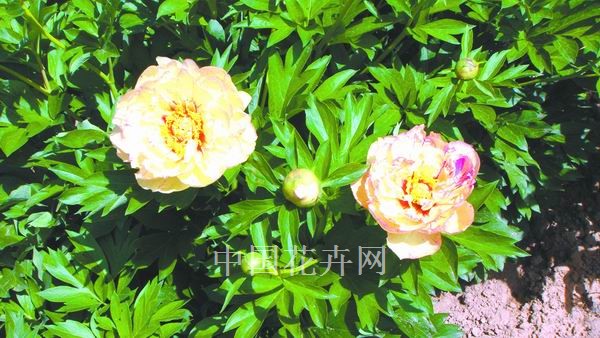 牡丹 植物 花卉