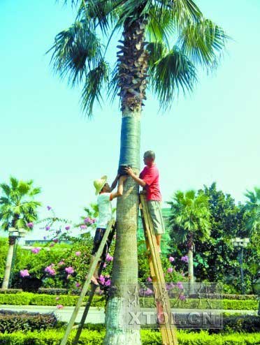 湖南 白石公園 華棕