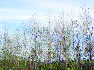 江蘇 蟲害 楊樹