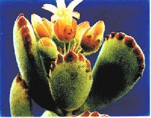 熊童子 中國風景園林網