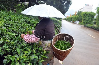 云南 普洱茶 綠化