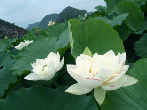 云南 野荷花 普者黑