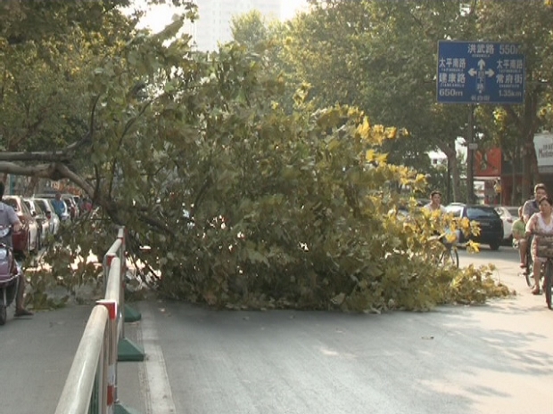 南京 臺(tái)風(fēng) 梧桐