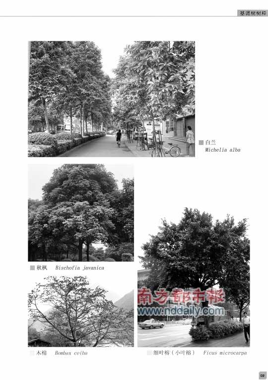 廣東 佛山 綠化 基調(diào)樹 規(guī)劃 中國風(fēng)景園林網(wǎng)