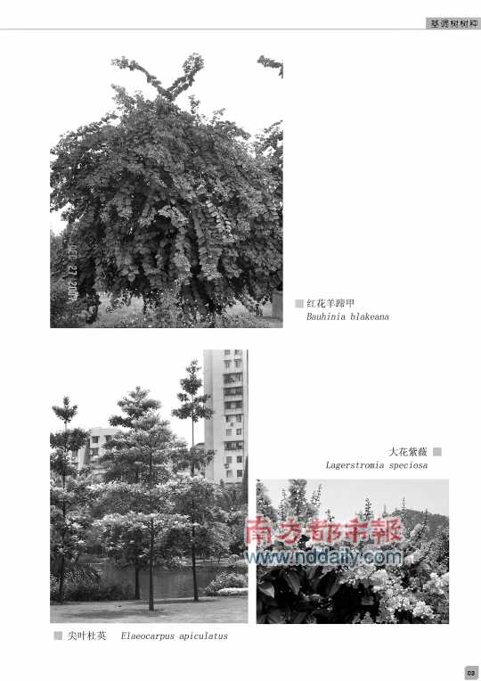廣東 佛山 綠化 基調(diào)樹 規(guī)劃 中國風(fēng)景園林網(wǎng)
