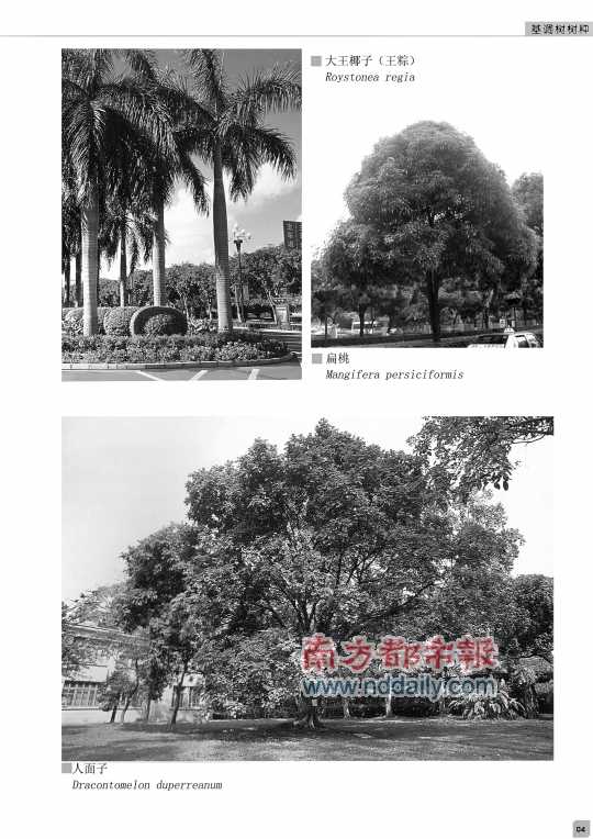 廣東 佛山 綠化 基調(diào)樹 規(guī)劃 中國風(fēng)景園林網(wǎng)