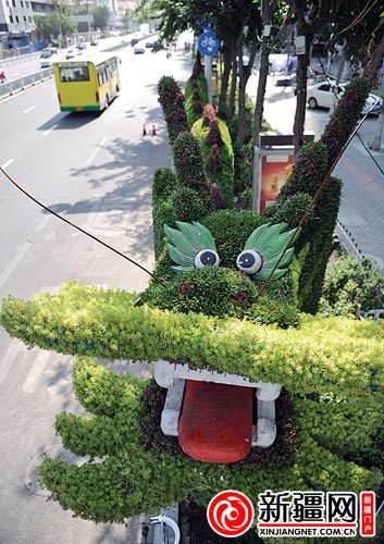 新疆 花卉 景觀