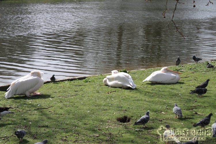 圣詹姆斯公園 中國風景園林網