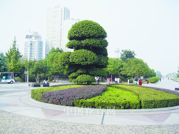 植物 色塊 綠化
