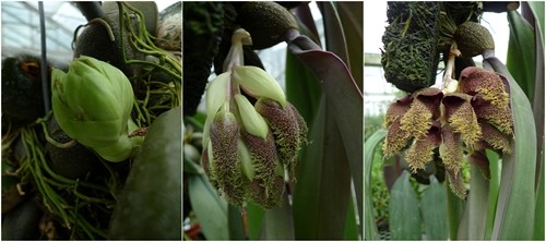 上海 領(lǐng)帶蘭 植物