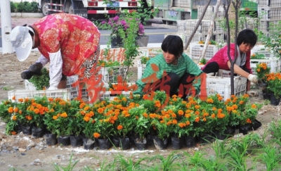 河南 盆花 草花