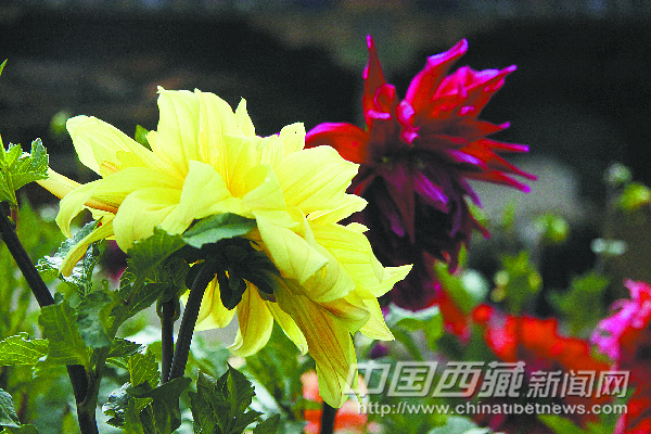 西藏 花卉 雪頓節(jié)