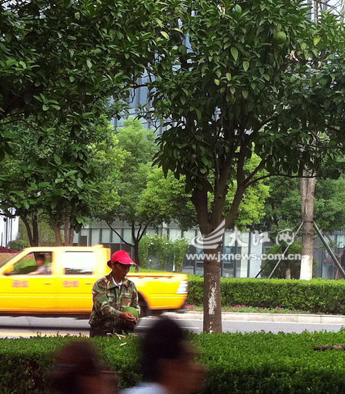 南昌 紅谷灘 綠化工人 私采 景觀柚 中國風景園林網