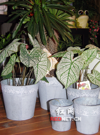 七夕 鮮花 花藝 插花 玫瑰