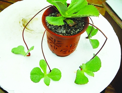 南京 植物園 七夕 趣味植物展 花草 中國風景園林網