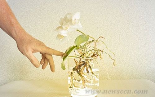 AuraLamp燈具 花瓶與燈具 燈具設計 中國風景園林網