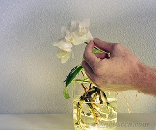 AuraLamp燈具 花瓶與燈具 燈具設計 中國風景園林網