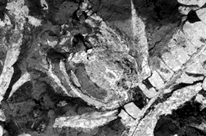 深圳 花卉 植物