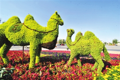 寧夏 銀川 花卉