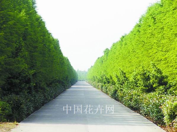 中山杉 ?？?植物