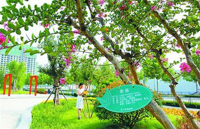 山東 園林 苗木