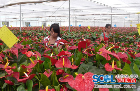 四川 花卉 產業