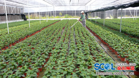 四川 花卉 產業